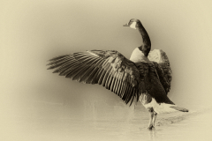 Canada Goose