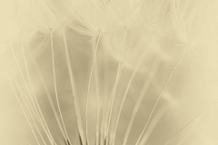Dandelion Puff