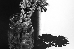 Flowers And Shadow