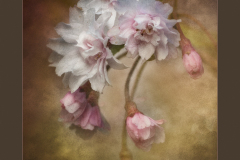 Floral Dancer