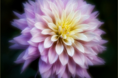 Dahlia Dream