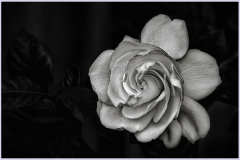 Gardenia