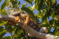 Grandaddy In A Tree