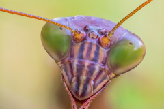 Praying Mantis