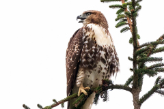 Red Tailed Hawk