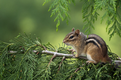 Chip In Tree