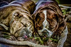 Let Sleeping Dogs Lie