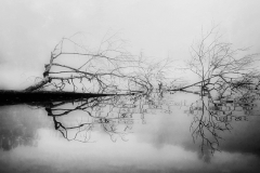 Fallen Branch