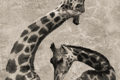G Is For Giraffe