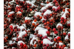 Winter Berries
