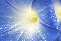 Morning Glory Drops