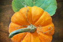 Pumpkin And Leaf