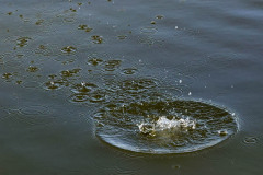 Splash
