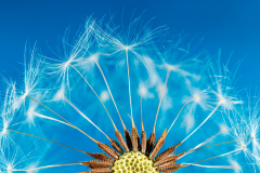 Dandelion Puff