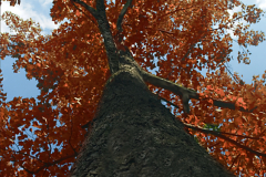 Looking Up
