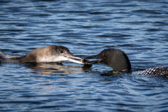 Feeding Time