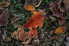 First Frost