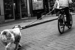 Dog On A Rope