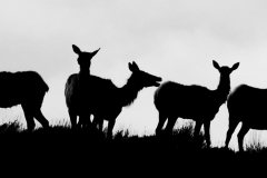 Silhouettes Of Elk On A Ridge In Yellowstone