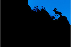 Leap