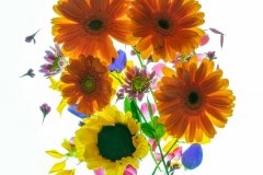 Magical Dance Of The Petals