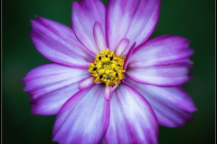 Cosmos