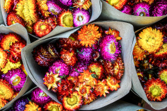 Flower Explosion