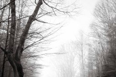 Gnarled Fingertips Reach To The Rainy Skies