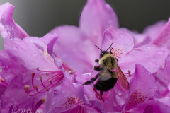 Raindrops and Pollen