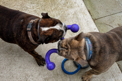 Friends Share Their Toys