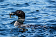 Feeding Loon