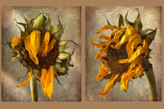 Sunflower Duo