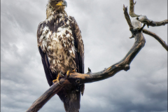 Standing Watch
