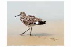 Beach Bum Bird