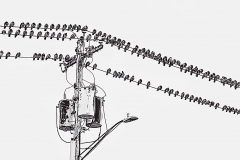 Birds On A Wire