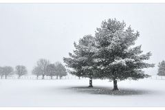The Crossings In The Snow