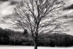 Thacher Tree