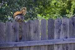 Squirrelly Fence