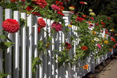 Fencing In Flowers