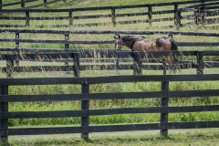 Horse Country