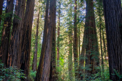 Into The Woods