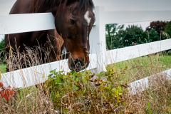 Looking For Greener Pastures