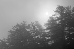 Morning Fog
