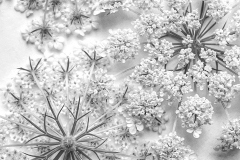 Queen Anne's Lace