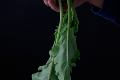 Kohlrabi