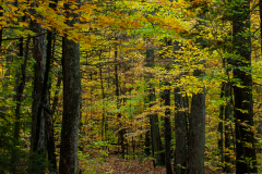 Trail In The Fall