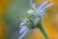 Gloriosa Daisy Bud