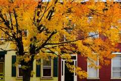 Lark Street At Peak