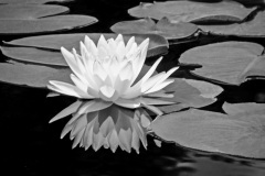 Pond Princess