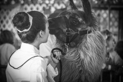 Alpaca Affection